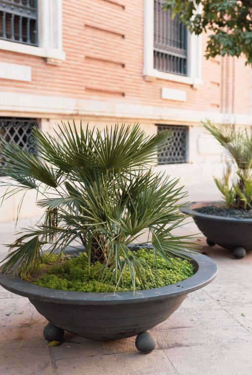 Chamaerops humilis palm plante de jardin