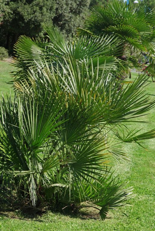 Chamaerops humilis plante de jardin 1