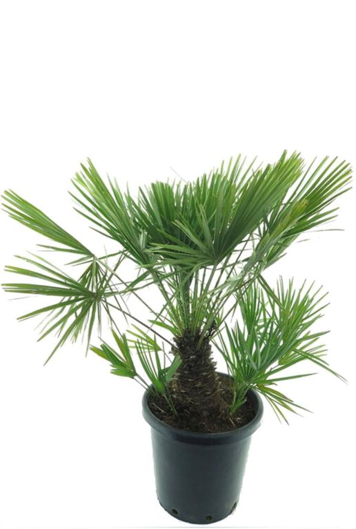 Chamaerops humilis pot35