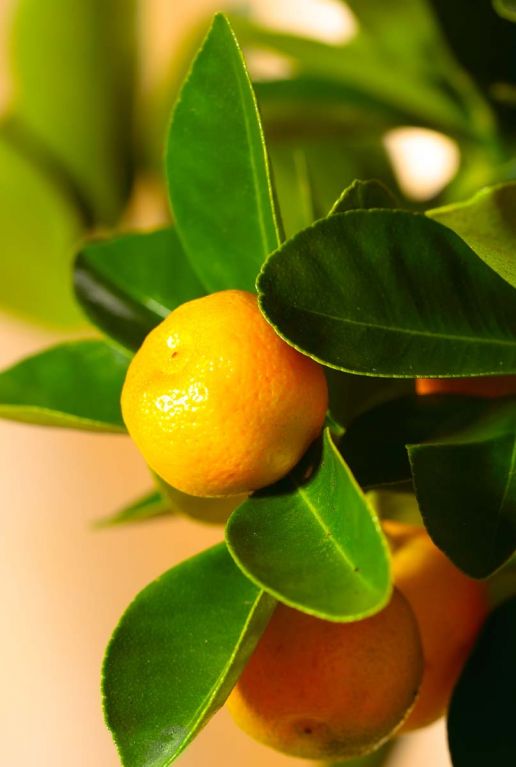 Citrus calamondin plant