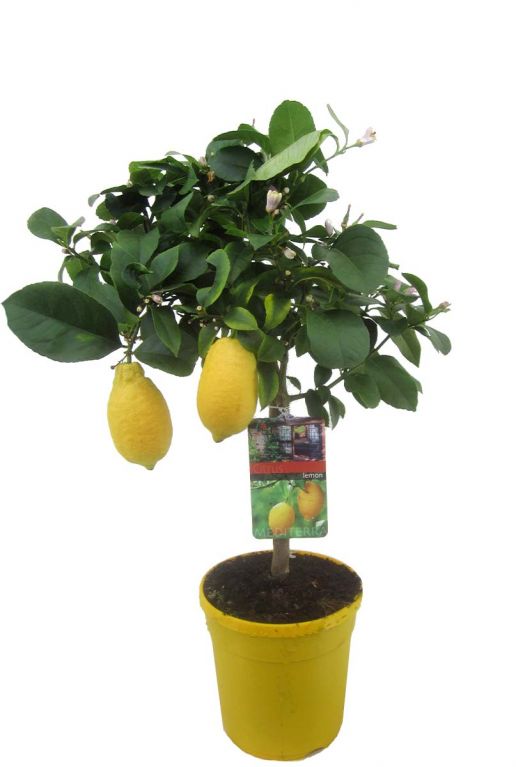 Citrus lemon tuinplant