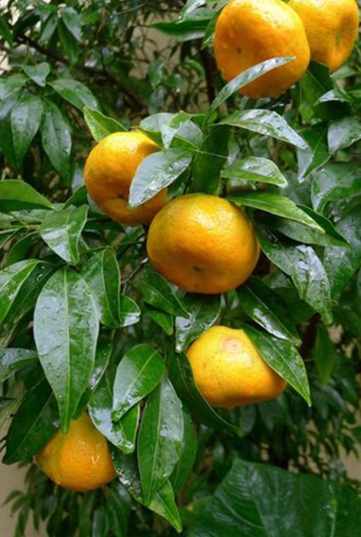 Citrus reticulata plante de jardin p45