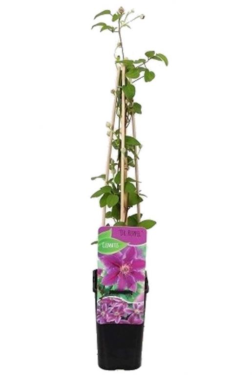 Clematis dr ruppel p14