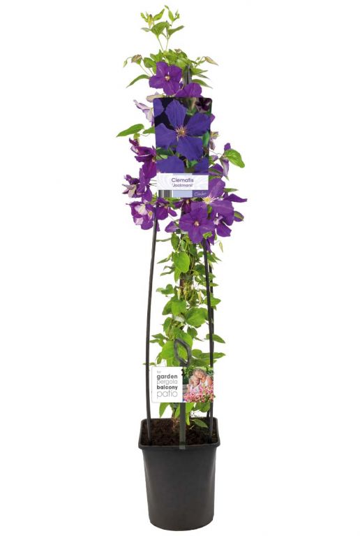 Clematis jackmanii p23