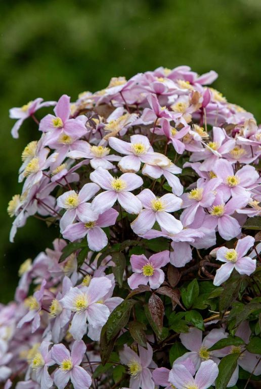 Clematis montana tetrarose plante de jardin 14