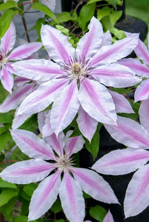 Clematis nelly moser plante de jardin p23