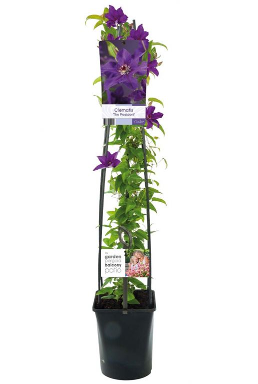 Clematis the president plant p23