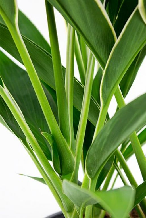 Cordyline Conga