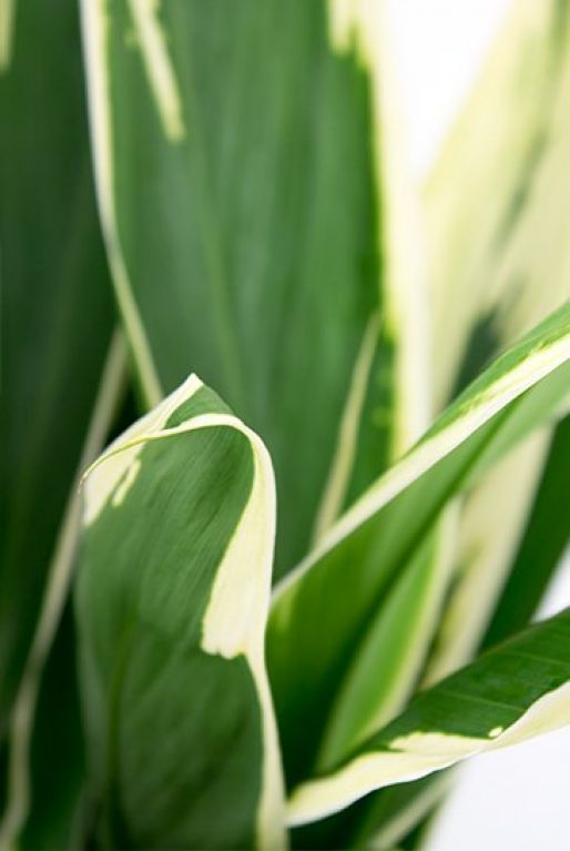 Cordyline Conga