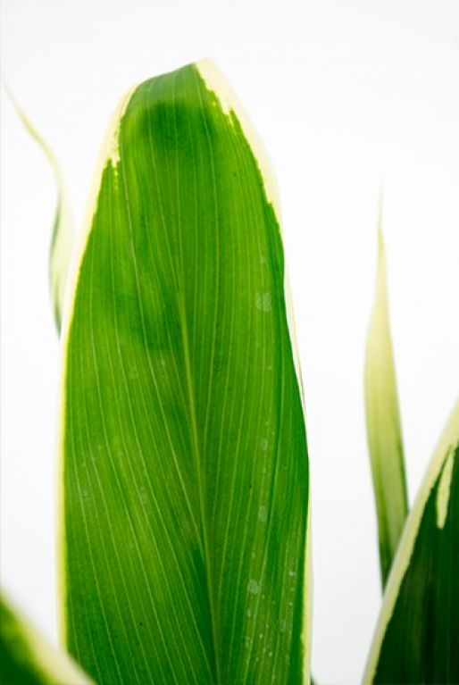 Cordyline Conga