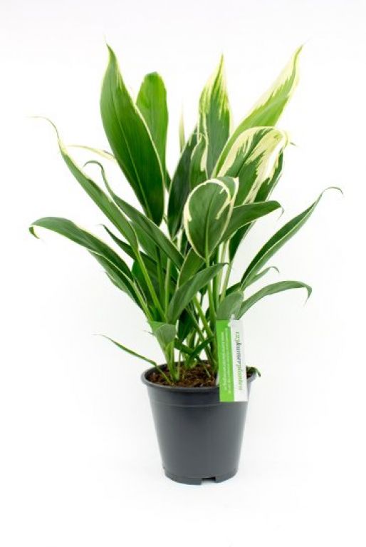Cordyline Conga