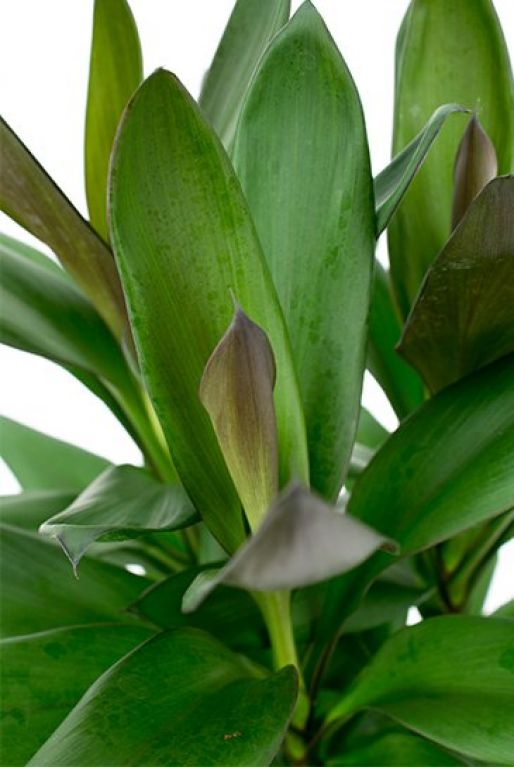 Cordyline Glauca