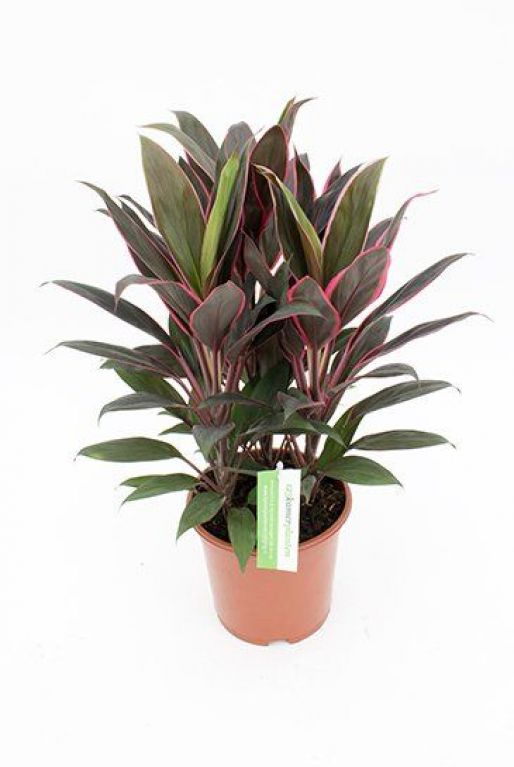Cordyline Rumba