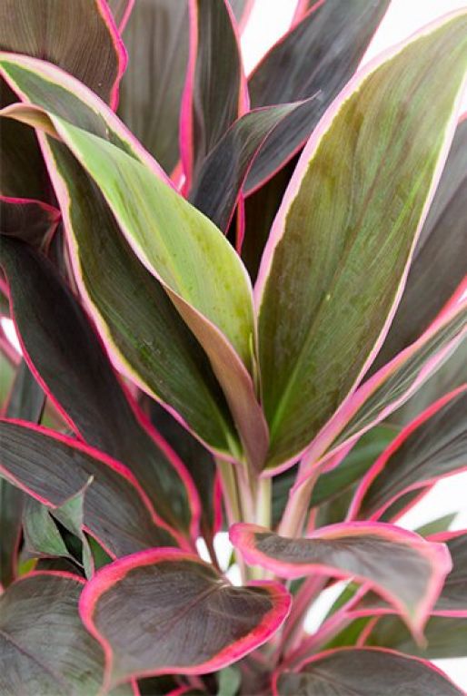 Cordyline Rumba