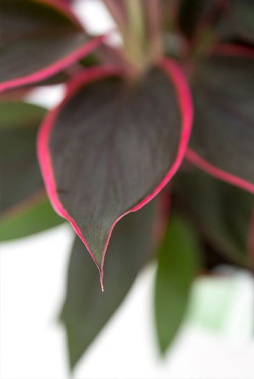 Cordyline Rumba
