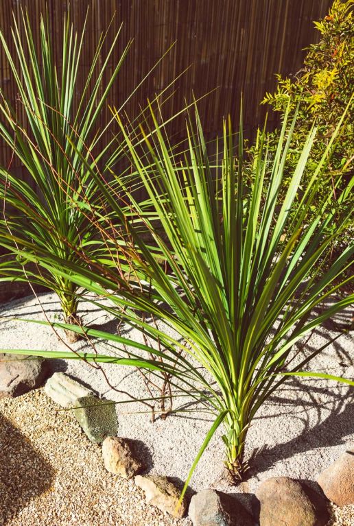 Cordyline australis plante de jardin p21