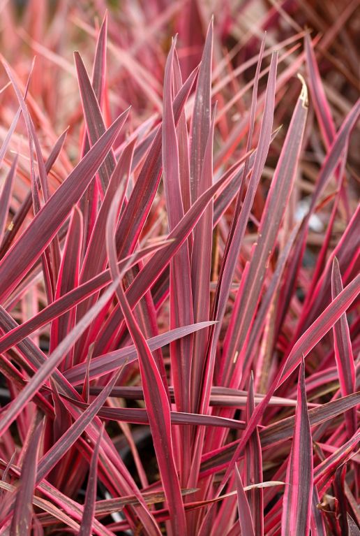 Cordyline australis red star plante de jardin