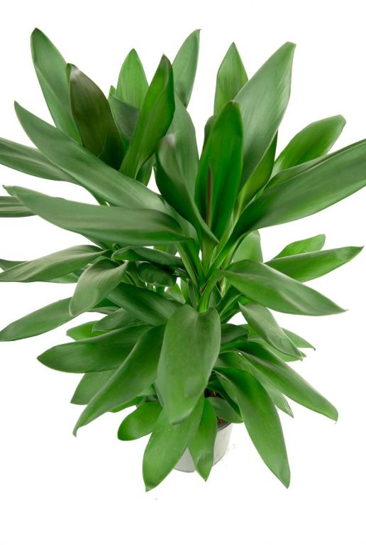 Cordyline glauca