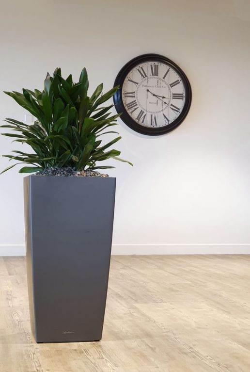 Cordyline glauca kamerplant in hoge pot