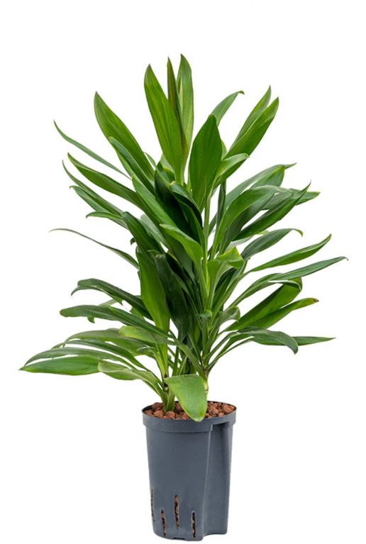 Cordyline glauca plant hydrocultuur