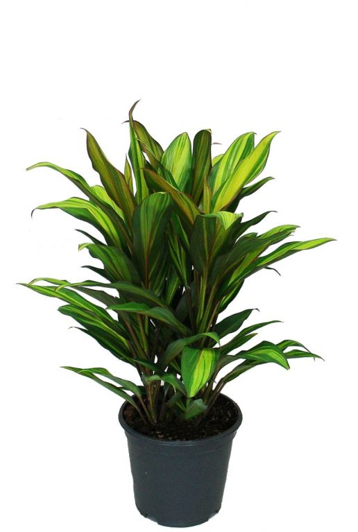 Cordyline kiwi kamerplant