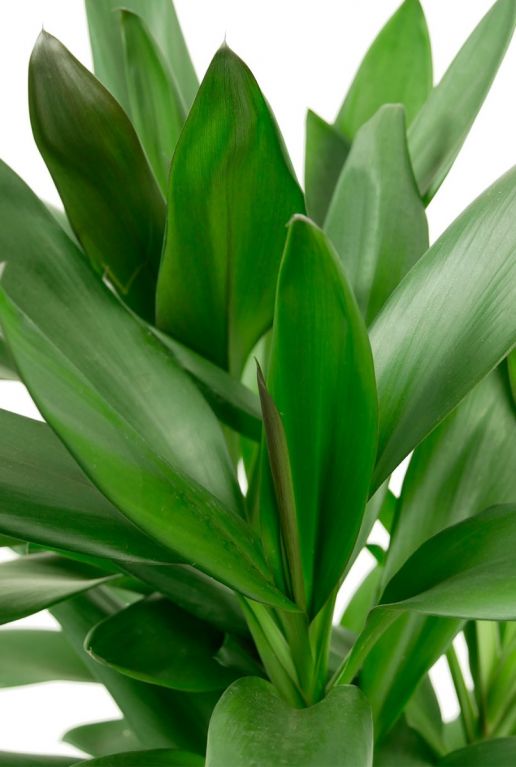 Cordyline plant
