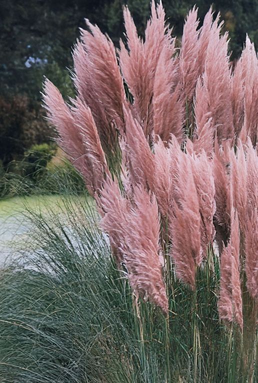 Cortaderia rosea pampas plante de jardin
