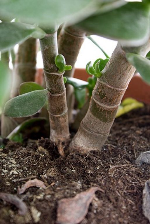 Crassula ovata