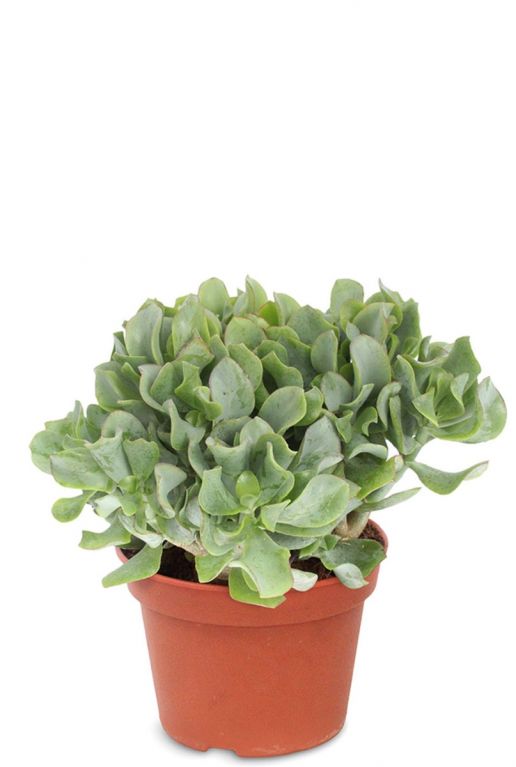 Crassula arborescens succulentes