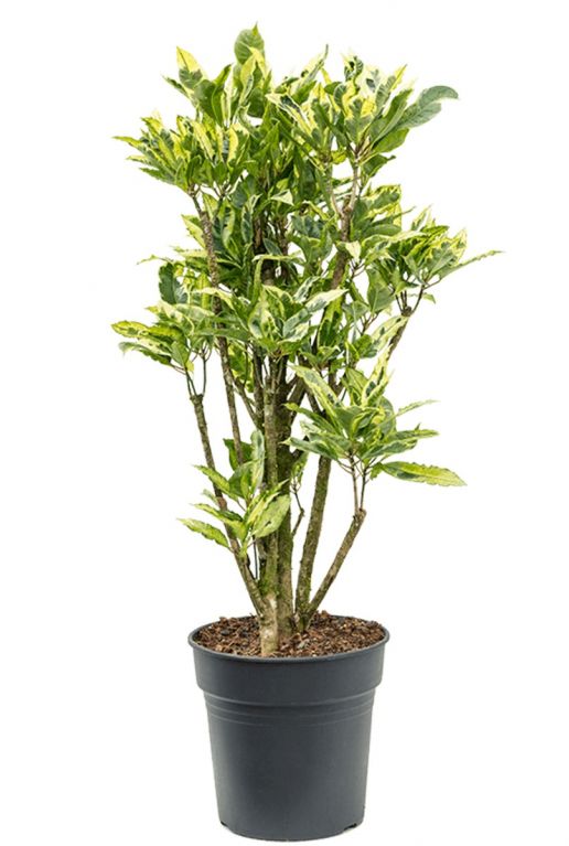 Croton codiaeum tamara kamerplant