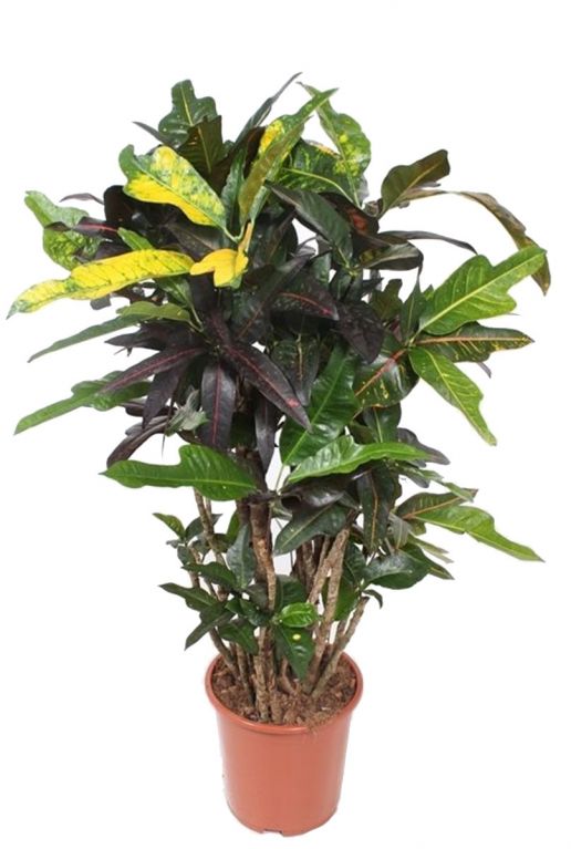 Croton excellent 1