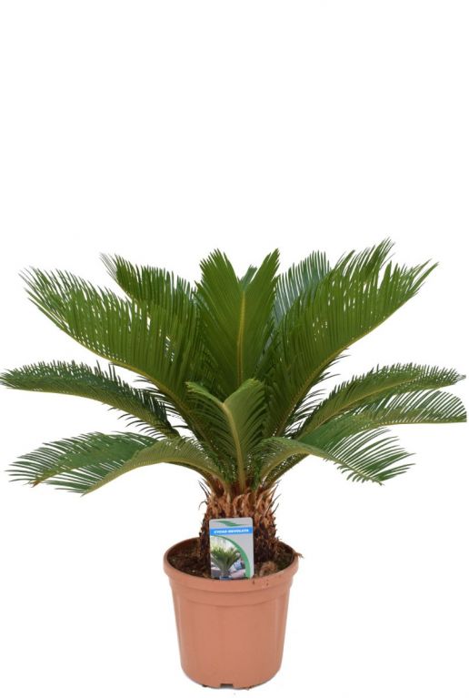 Cycas revoluta kamerplant