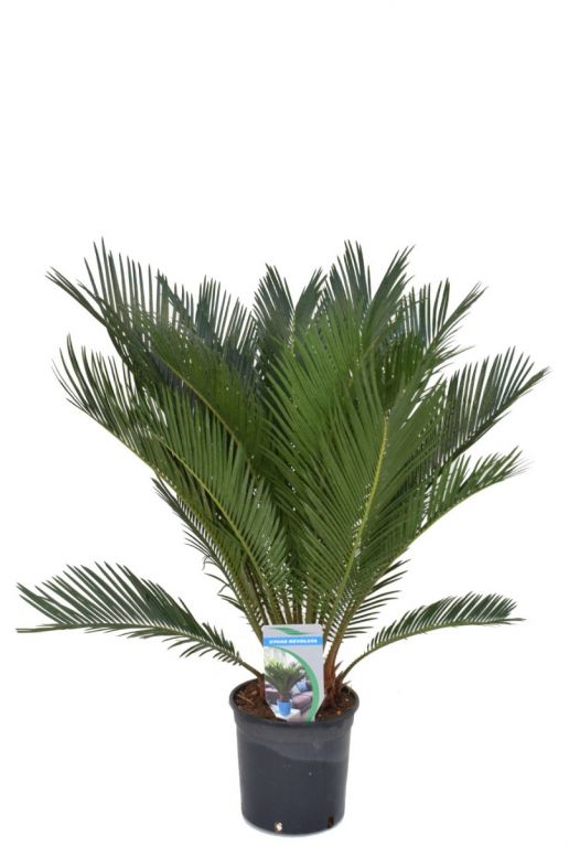 Cycas revoluta kamerplant 2