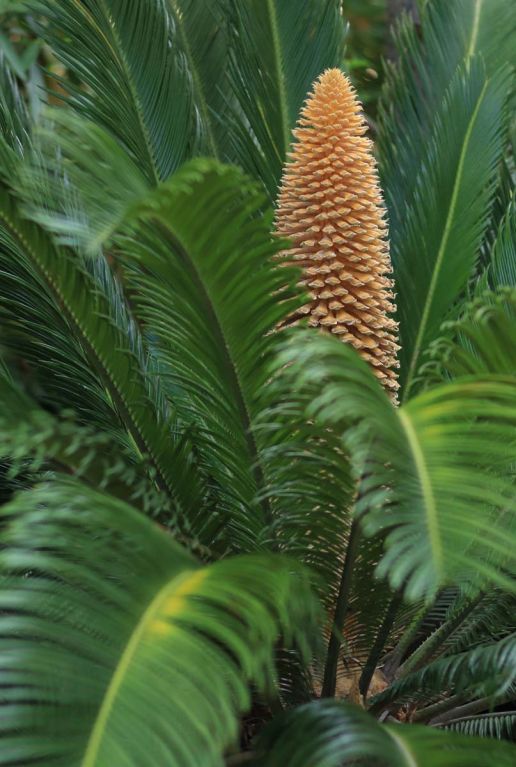 Cycas revoluta plante de jardin p14