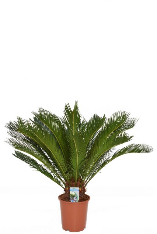 Cycas revoluta vredespalm 2