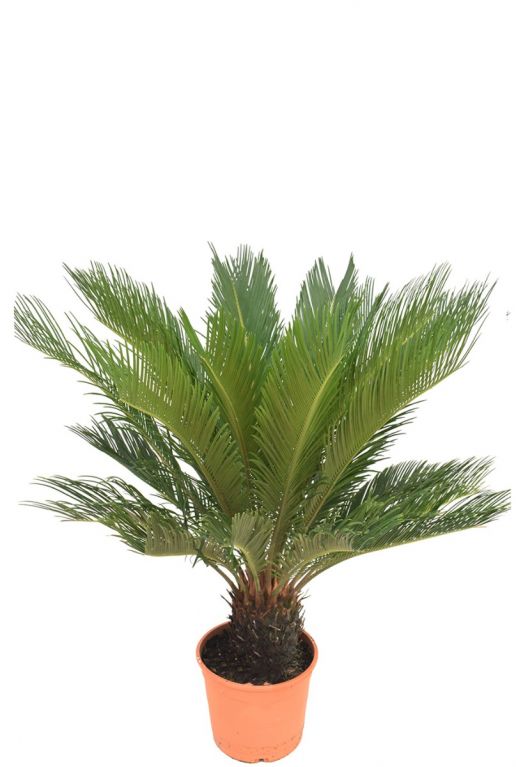 Cycas vredespalm kamerplant 1