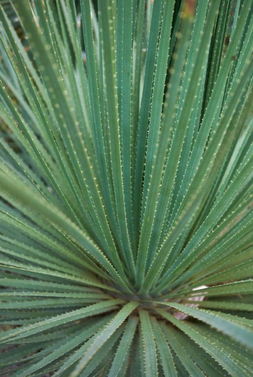 Dasylirion serratifolium plante de jardin p26