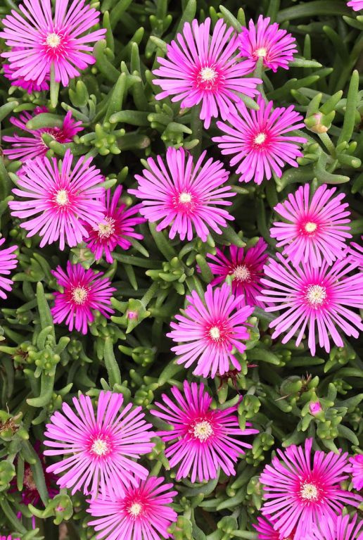 Delosperma coopei table mountain plante de jardin
