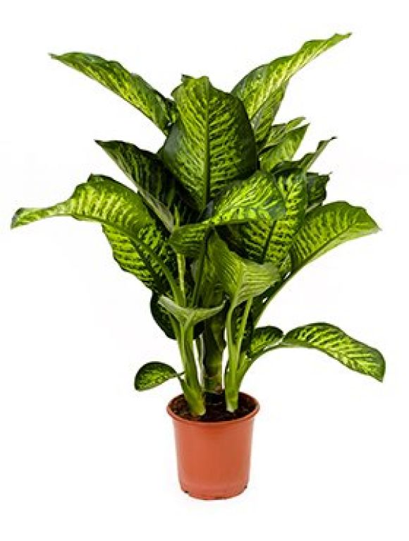 Dieffenbachia maroba