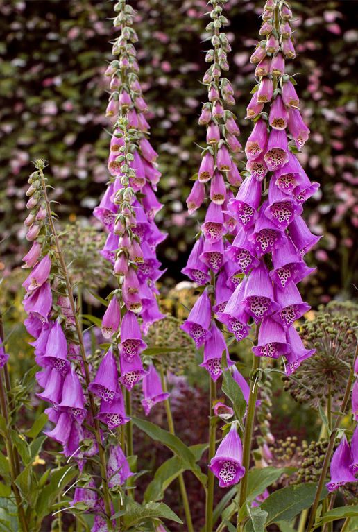 Digitalis purp gloxiniiflora plante de jardin