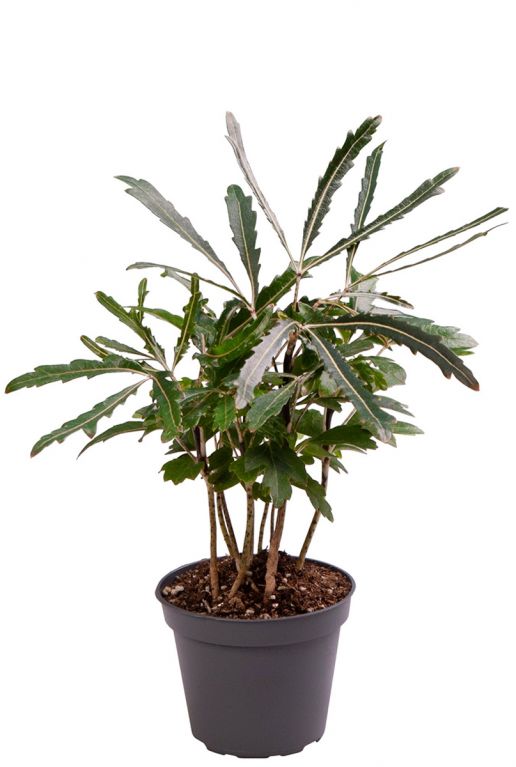 Dizygotheca elegantissima