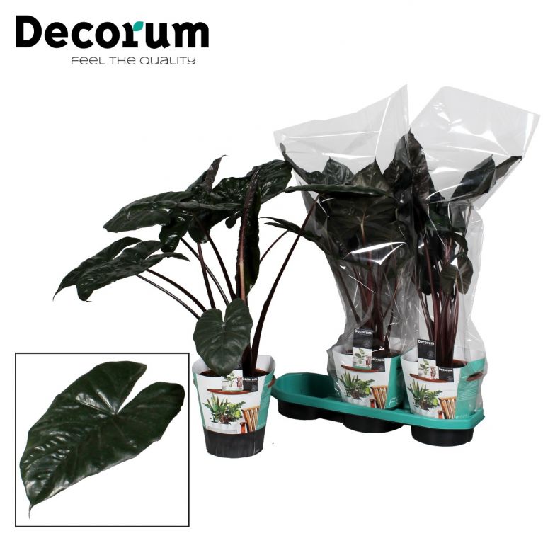 Epipremnum Pinnatum Global Green