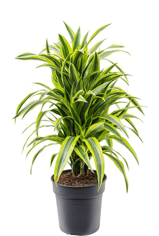 Dracaena-fragrans-lemon-lime