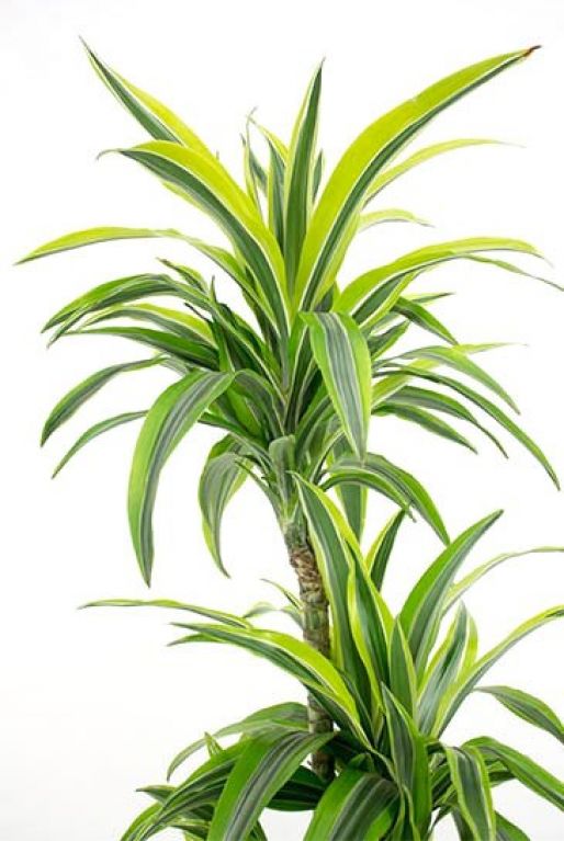 Dracaena Lemon Lime