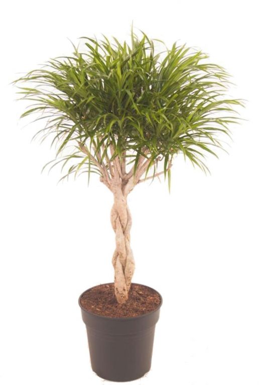 Dracaena anita gevlochten stam 1