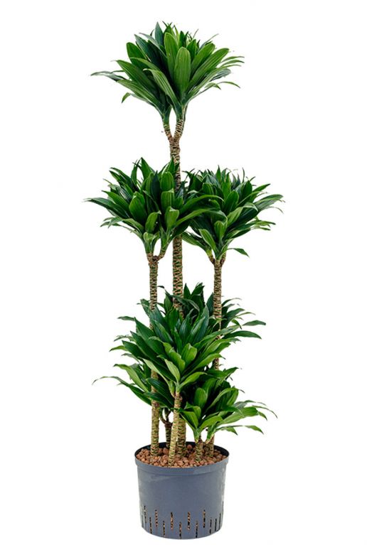 Syngonium Pink Splash