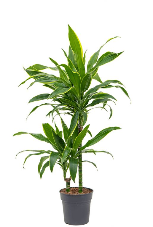 Dracaena fragrans arturo kamerplant