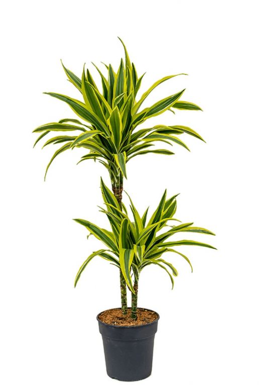 Dracaena fragrans lemon lime plant