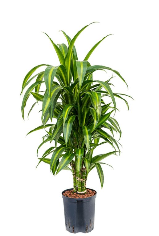 Dracaena hawaiian sunshine 1