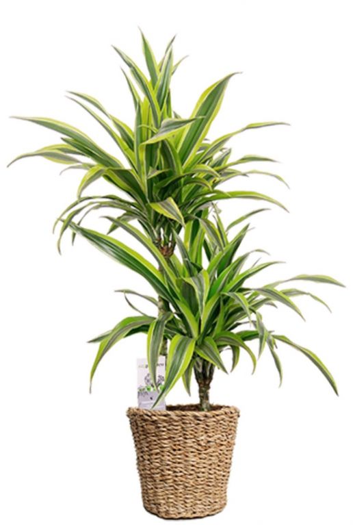 Monstera Siltepecana